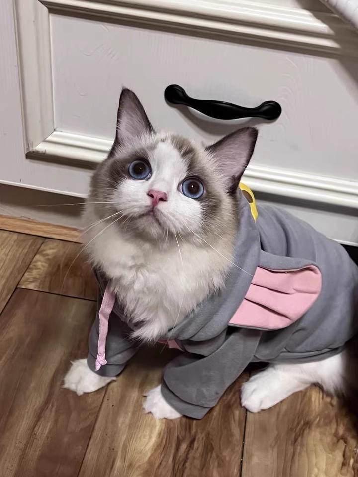 猫咪大老鼠衣服6.jpg