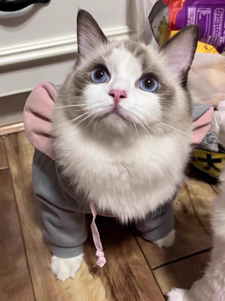 猫咪大老鼠衣服7.jpg