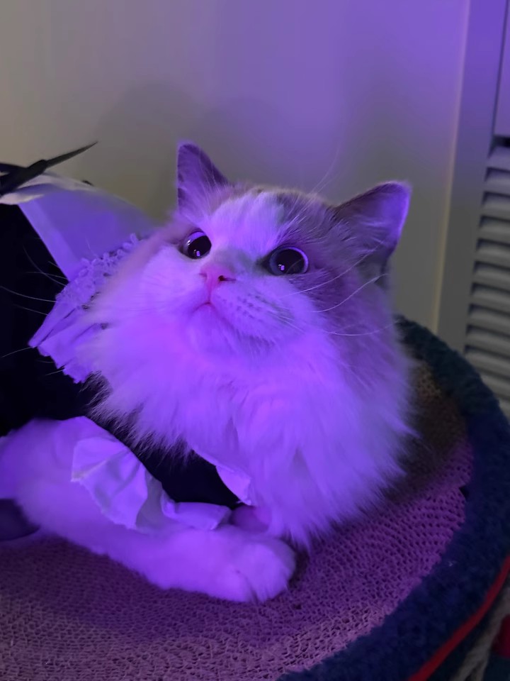 猫咪女仆衣服5.jpg
