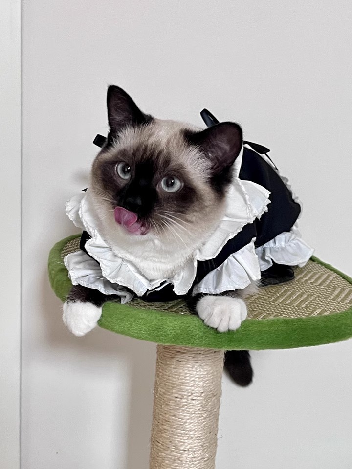 猫咪女仆衣服6.jpg