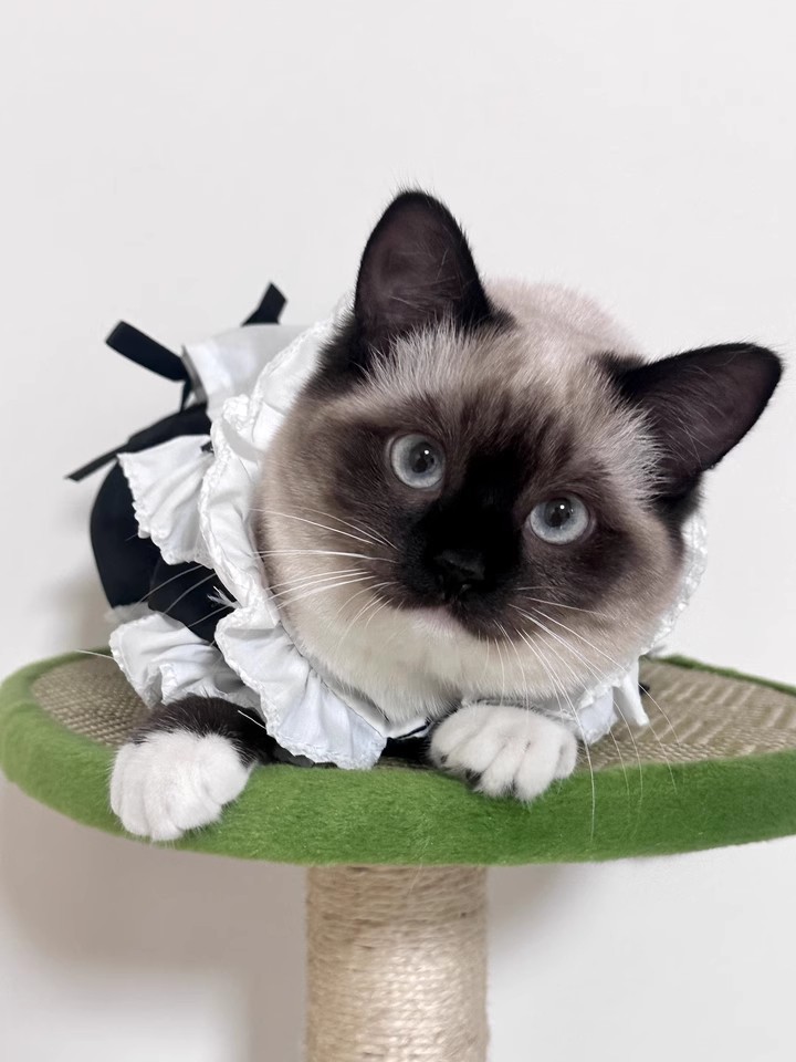 猫咪女仆衣服7.jpg