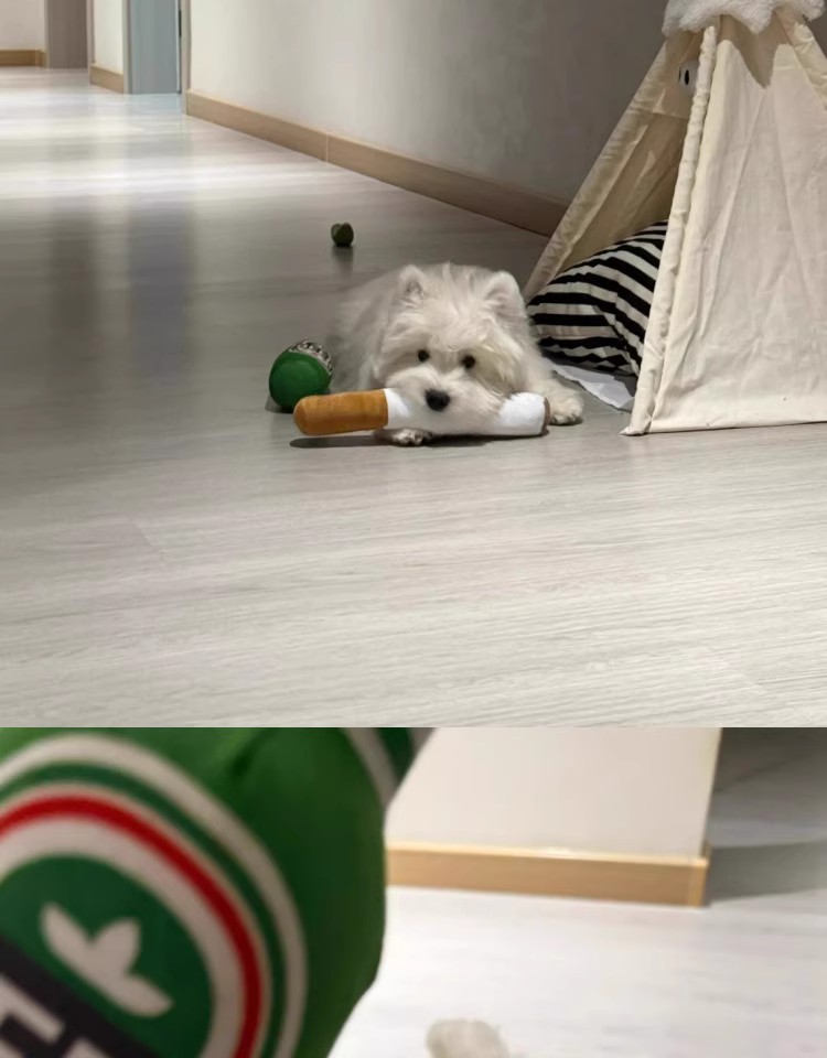 小狗香烟发声玩具4.jpg