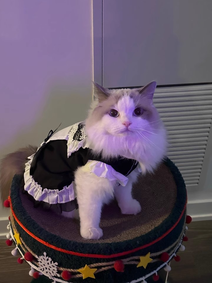 猫咪女仆衣服4.jpg