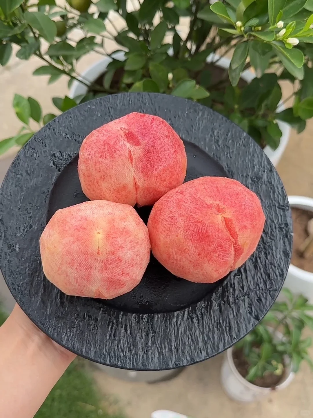 水蜜桃 5kg