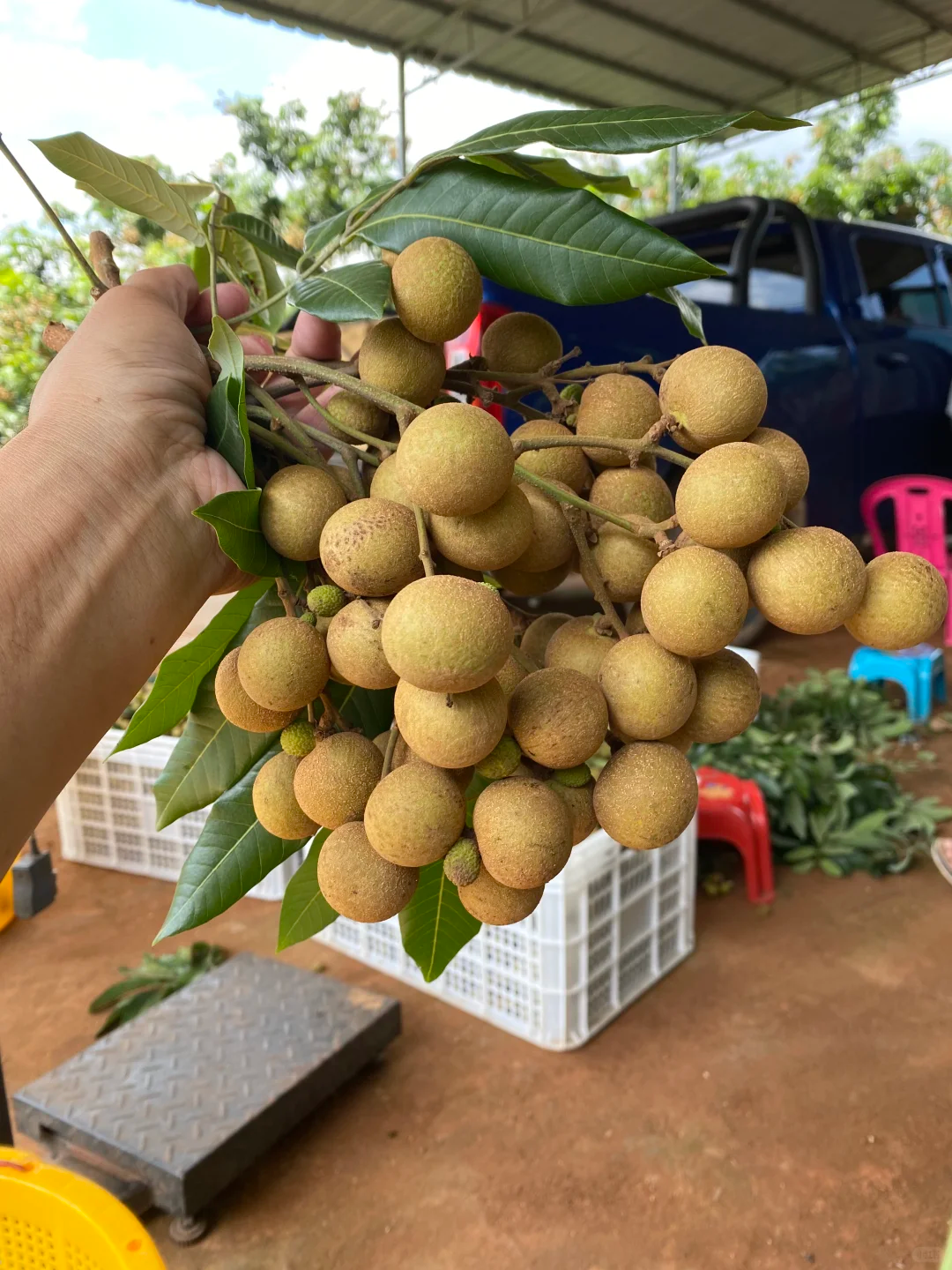 龙眼 5千克