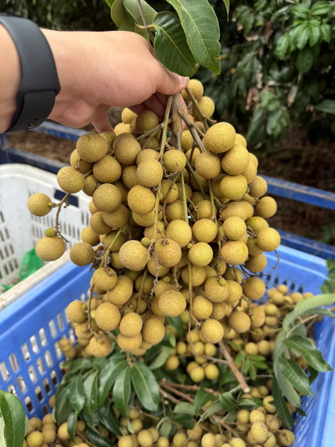 龙眼 5千克