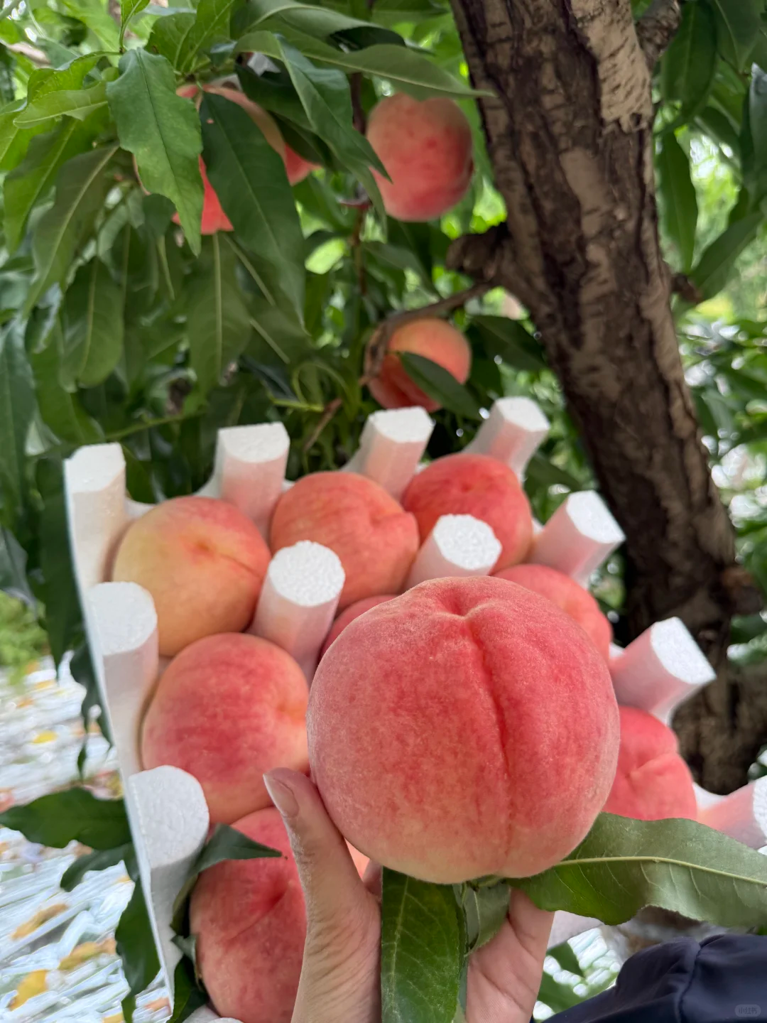 水蜜桃 5kg