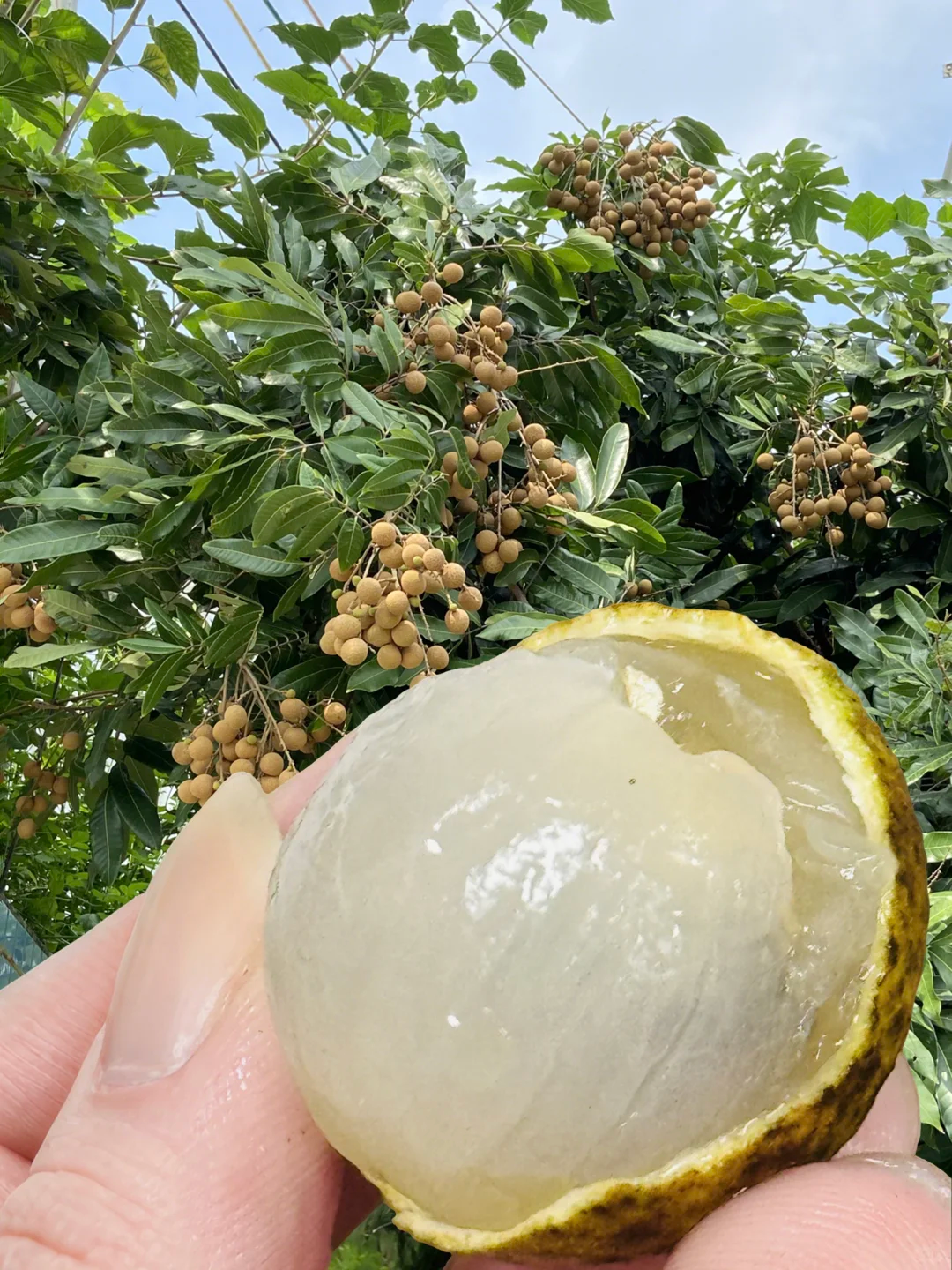 龙眼 5千克
